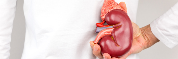 woman holding a kidney model against her lower back